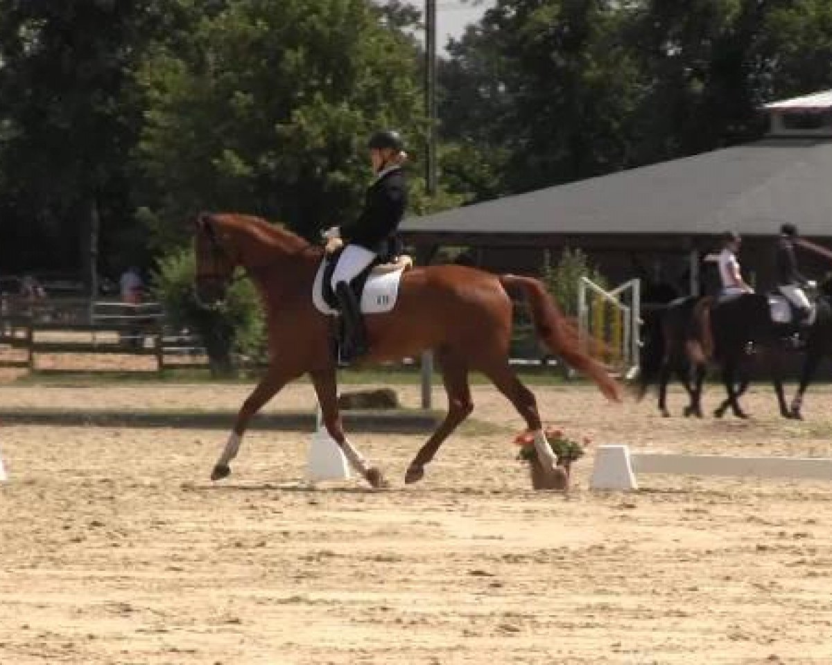 Dressurpferd Fine Top 4 (Hannoveraner, 2009, von Fürst Nymphenburg)