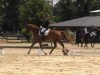 dressage horse Fine Top 4 (Hanoverian, 2009, from Fürst Nymphenburg)