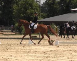 dressage horse Fine Top 4 (Hanoverian, 2009, from Fürst Nymphenburg)