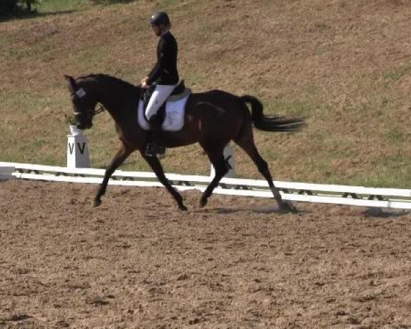 dressage horse Faipirinha (Hanoverian, 2009, from Farewell III)