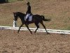 dressage horse Faipirinha (Hanoverian, 2009, from Farewell III)