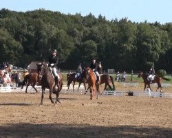 dressage horse Lady 2132 (Hanoverian, 2006, from Londonderry)