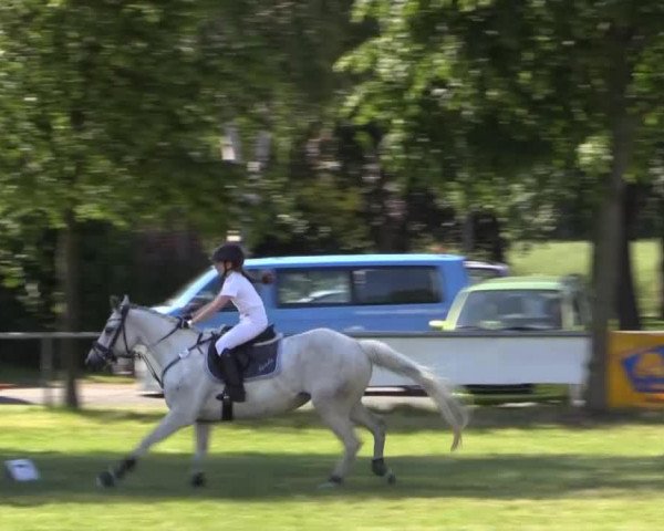 jumper My Fantasy (German Riding Pony, 2005)
