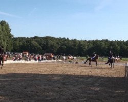 dressage horse Dileila 9 (Hanoverian, 2008)