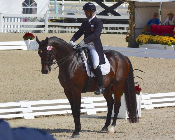 dressage horse Royal Affair (Hanoverian, 2002, from Royal Diamond)