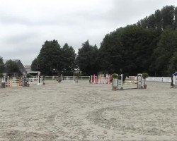 dressage horse Erwin 39 (Hanoverian, 2007, from Escudo I)