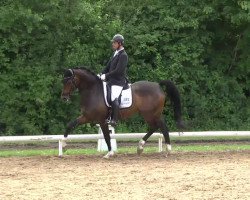 dressage horse Fifty Cent 6 (Hanoverian, 2007, from Fidertanz)