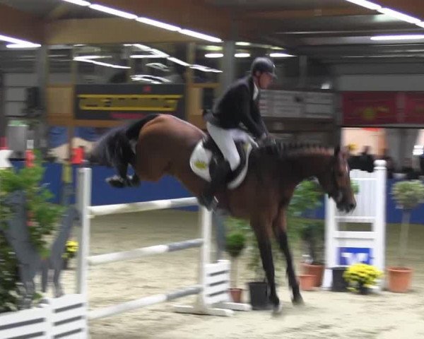 jumper Boemerrang (KWPN (Royal Dutch Sporthorse), 2006)