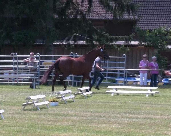 dressage horse Raja (Westphalian, 2010, from Real Diamond)