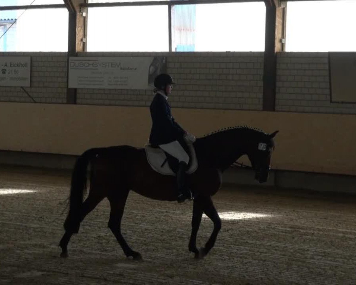 broodmare Fayenne 10 (Westphalian, 2008, from Fiano)