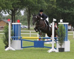 dressage horse Daylight 181 (Westphalian, 2003, from Don Bedo I)