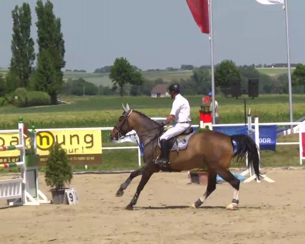 jumper Cristobal 23 (Belgian Warmblood, 2007, from Cristallo I)