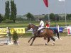 jumper Cristobal 23 (Belgian Warmblood, 2007, from Cristallo I)