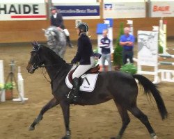 Springpferd Delicia Hjb (KWPN (Niederländisches Warmblut), 2007, von Colandro)