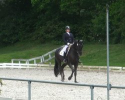 dressage horse Sanduro B (Rhinelander, 2008, from Sir Donnerhall I)