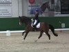 dressage horse Wiselife (unknown,  )