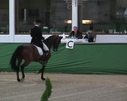 dressage horse Sun Lady (Holsteiner, 2002, from Charakter)