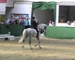 dressage horse Halt (Trakehner, 2000)