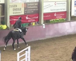 dressage horse Unkraut B (Trakehner, 2008, from Hirtentanz 2)