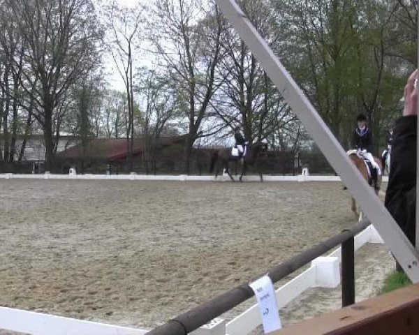 dressage horse Picobello 53 (Westphalian, 2002, from Pacco II)