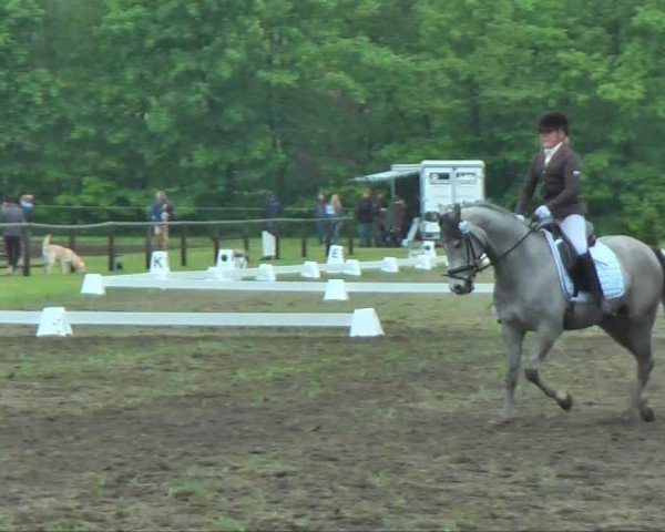 dressage horse Diamond's Doolittle (German Riding Pony, 2008, from Dein Sunnyboy)