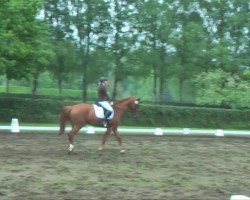 dressage horse Femme Jolie 2 (Westphalian, 2009)