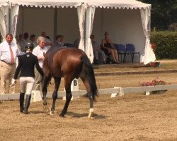 dressage horse Jesse James 27 (Westphalian, 2009, from Jazz Rubin)