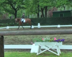 Zuchtstute Königsrose S (Trakehner, 2009, von Kasimir TSF)