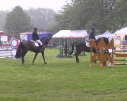 dressage horse Ronaldo 195 (Rhinelander, 2007, from Rimini)