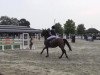 jumper Flocke 444 (Hanoverian, 2006, from Fabriano)