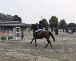 jumper Flocke 444 (Hanoverian, 2006, from Fabriano)