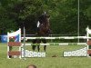 stallion Amos B (KWPN (Royal Dutch Sporthorse), 1991, from Padinus)