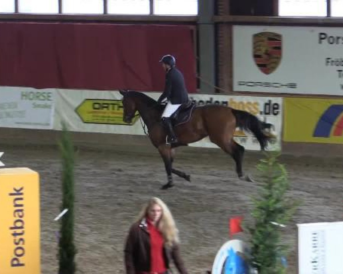 Springpferd Bibi Blocksberg 10 (KWPN (Niederländisches Warmblut), 2006, von Sarantos)