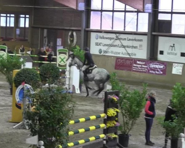 jumper Caritania (Zangersheide riding horse, 2007, from Caritano Z)