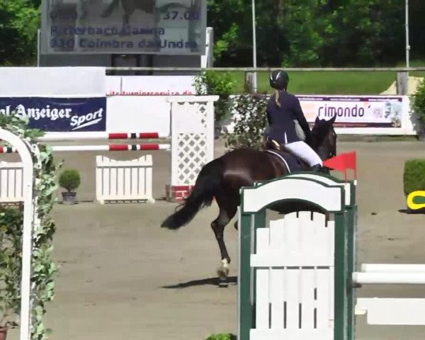 Springpferd Coimbra da Undra (KWPN (Niederländisches Warmblut), 2007, von Numero Uno)