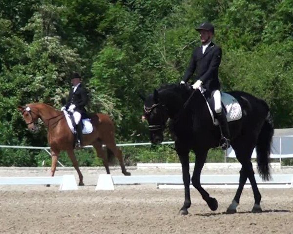 dressage horse Ragazzo Nero (KWPN (Royal Dutch Sporthorse),  )
