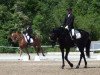 Dressurpferd Ragazzo Nero (KWPN (Niederländisches Warmblut),  )