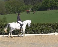 dressage horse La Couleur B (Rhinelander, 2005, from Lebenskünstler)