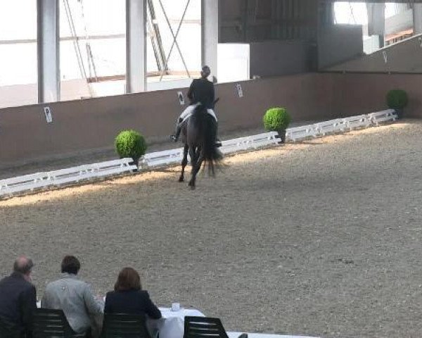 dressage horse Cor Meum (Holsteiner, 2009, from Cormint)