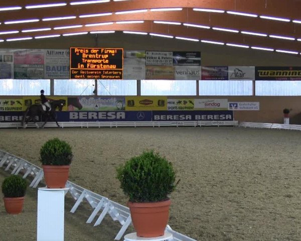 dressage horse Franz Ferdinand 19 (Oldenburg, 2008, from Fidertanz)