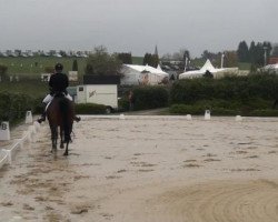 dressage horse Lavinia 205 (Rhinelander, 2007, from Lord Sinclair I)