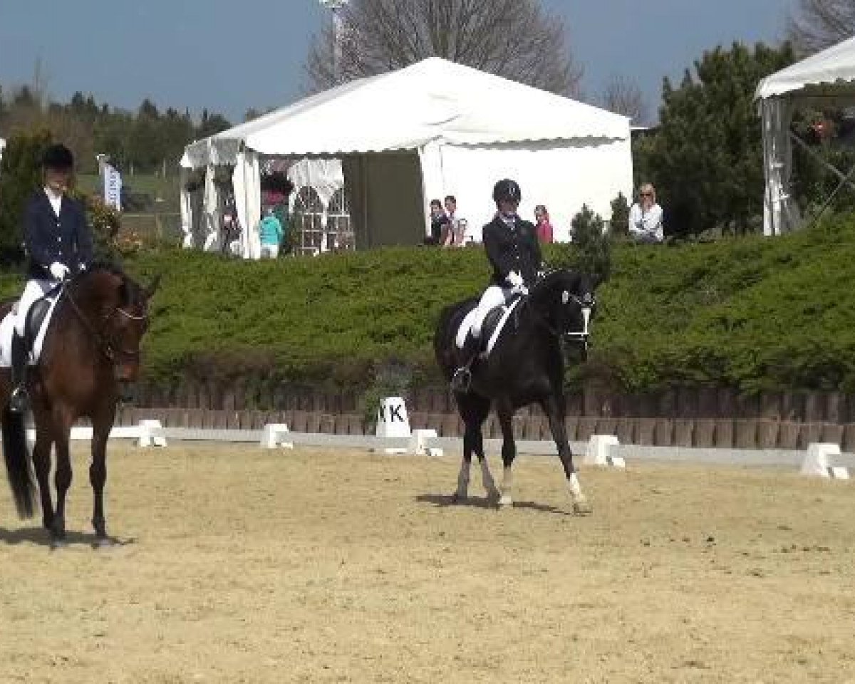 broodmare Power of Life 3 (Zweibrücken, 2009, from Patriot)