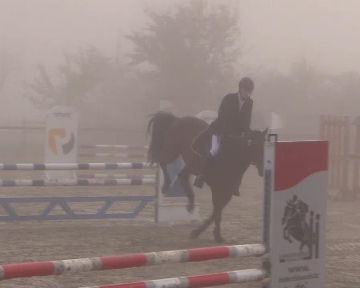 broodmare Charisma 245 (Hanoverian, 2009, from Coldplay)