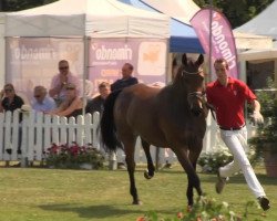 dressage horse Floretta (Westphalian, 2010, from Fidertanz)