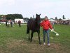 Pferd Fürstin (Westfale, 2010, von Fürstenball)