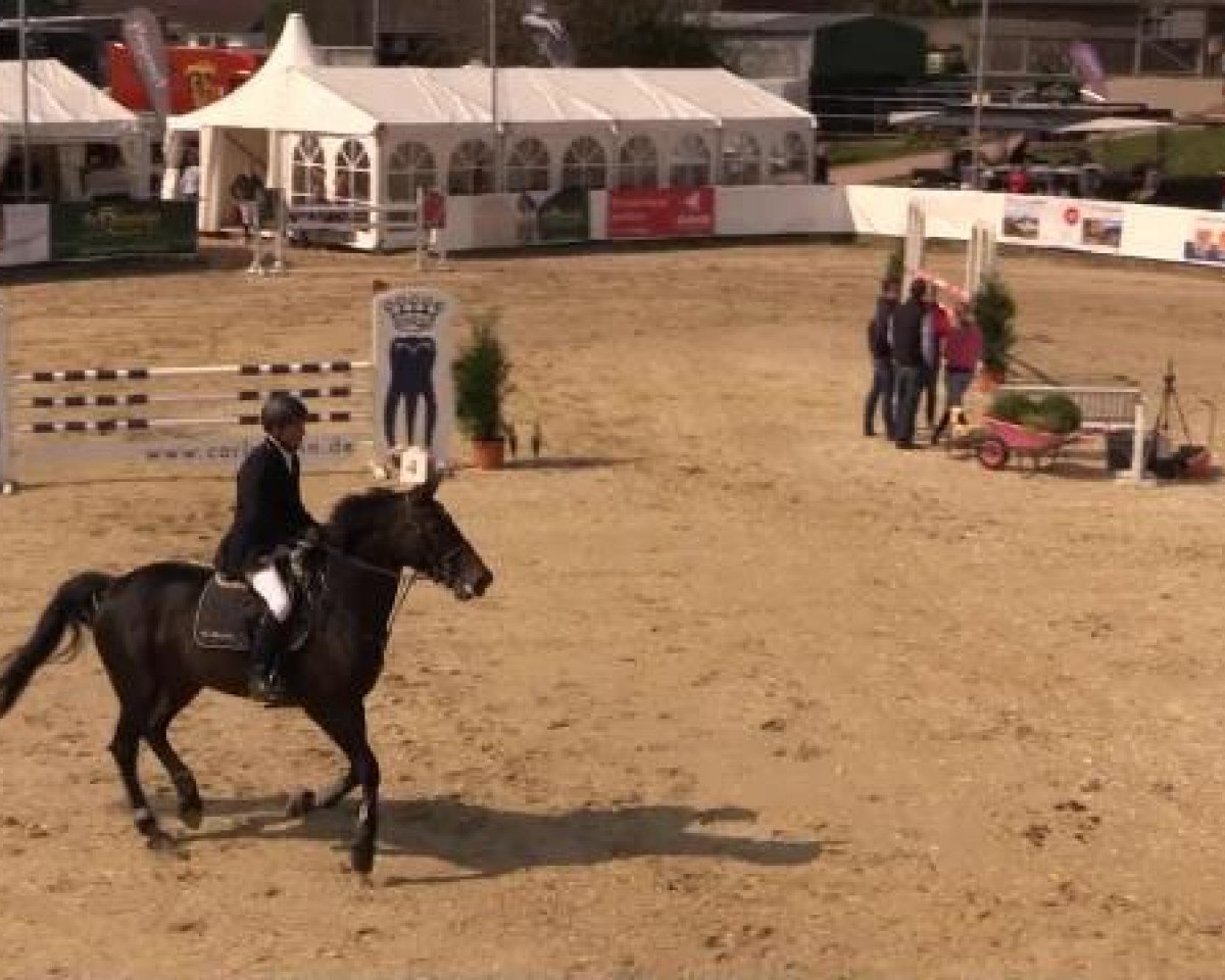 jumper Le Dentiste Lewana (KWPN (Royal Dutch Sporthorse), 2008, from Zelote VDL)