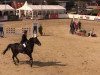 jumper Le Dentiste Lewana (KWPN (Royal Dutch Sporthorse), 2008, from Zelote VDL)