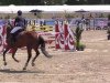 jumper Divette 4 (KWPN (Royal Dutch Sporthorse), 2008, from Landlord)