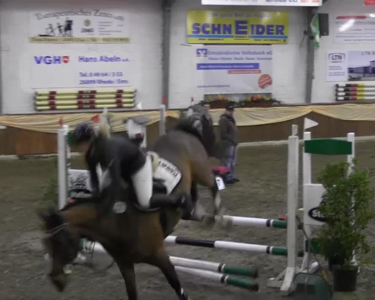 jumper Novelist (Hanoverian, 2009, from Now Or Never M)