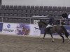 jumper Meta (Hanoverian, 2008, from Montender)